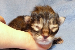 Candace Flynn_00W (1)