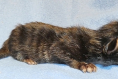 Candace Flynn_00W (2)