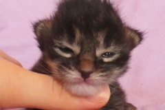 Candace Flynn_01W (1)