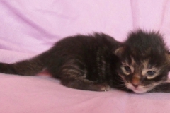 Candace Flynn_01W (2)