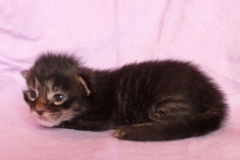 Candace Flynn_01W (3)