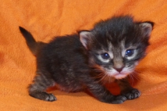 Candace Flynn_02W (2)