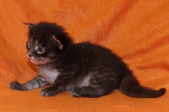 Candace Flynn_02W (3)