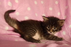 Candace Flynn_03W (2)