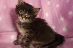 Candace Flynn_03W (3)