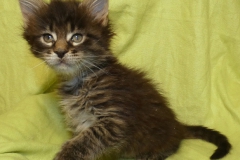 Candace Flynn_06W (1)