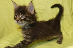 Candace Flynn_06W (3)