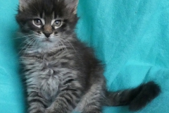 Candace Flynn_07W (1)