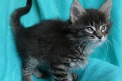 Candace Flynn_07W (2)