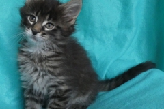 Candace Flynn_07W (3)