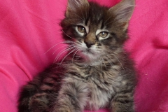 Candace Flynn_08W (1)