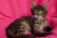 Candace Flynn_08W (2)