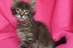 Candace Flynn_08W (3)