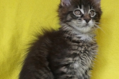 Candace Flynn_09W (2)