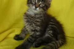 Candace Flynn_09W (3)