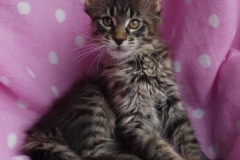 Candace Flynn_11W (1)