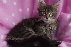 Candace Flynn_11W (2)