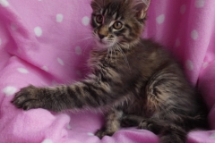 Candace Flynn_11W (3)