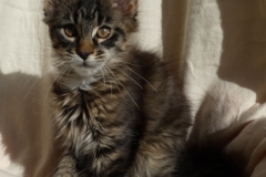 Candace Flynn_13W (1)