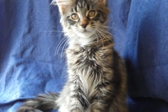 Candace Flynn_15W (1)