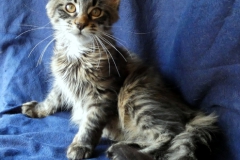 Candace Flynn_15W (3)