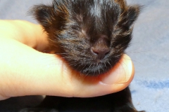 Carl Fredricksen_00W (1)