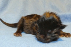 Carl Fredricksen_00W (2)