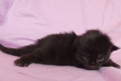 Carl Fredricksen_01W (2)