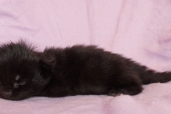 Carl Fredricksen_01W (3)