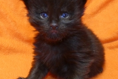 Carl Fredricksen_02W (1)