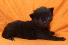 Carl Fredricksen_02W (2)