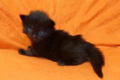 Carl Fredricksen_02W (3)