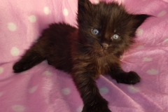 Carl Fredricksen_03W (2)