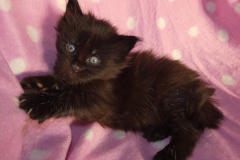 Carl Fredricksen_03W (3)