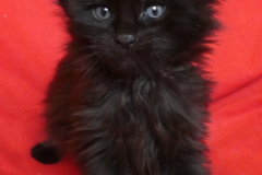 Carl Fredricksen_04W (1)