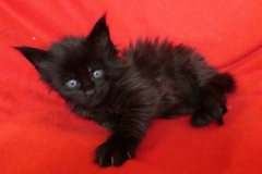 Carl Fredricksen_04W (3)