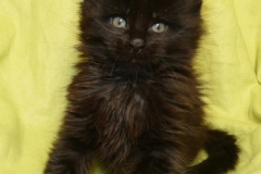 Carl Fredricksen_06W (1)