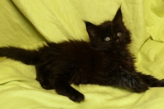 Carl Fredricksen_06W (2)