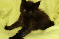 Carl Fredricksen_06W (3)