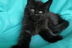 Carl Fredricksen_07W (1)