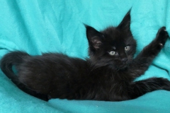 Carl Fredricksen_07W (2)