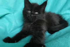 Carl Fredricksen_07W (3)