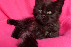 Carl Fredricksen_08W (1)