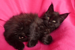 Carl Fredricksen_08W (2)