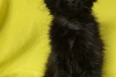 Carl Fredricksen_09W (1)