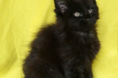 Carl Fredricksen_09W (2)