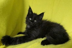 Carl Fredricksen_09W (3)