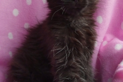 Carl Fredricksen_11W (1)