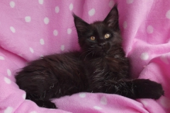 Carl Fredricksen_11W (2)