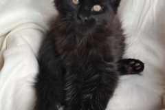 Carl Fredricksen_13W (1)